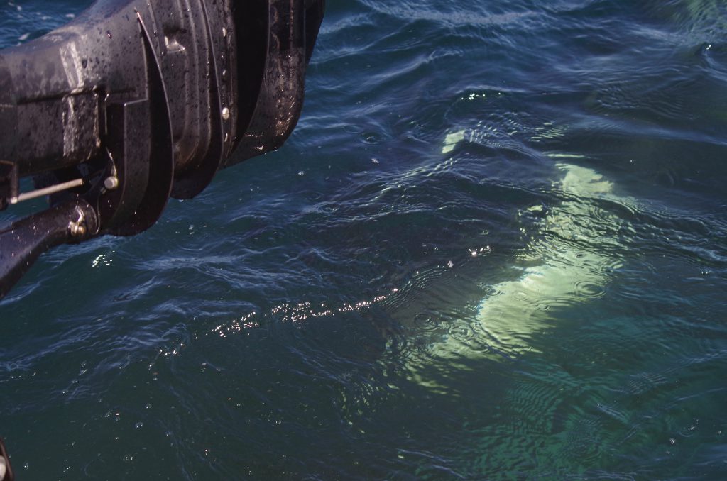 orca_eye_under_boat